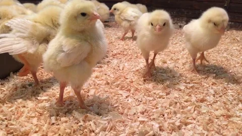 Lot of small chicks wonder camera and chirp. Chicken Farm. Closeup Chicks In Stock Footage 72634740
