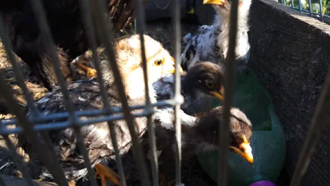 Lot of small chicks wonder camera and chirp. Chicken Farm. Closeup Chicks In Stock Footage 97426080