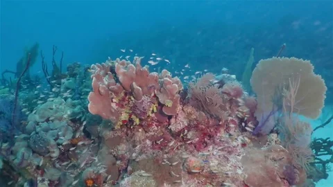 A lot of small coral fish, slow motion. Caribbean, Jardines de la Reina, Cuba Stock Footage