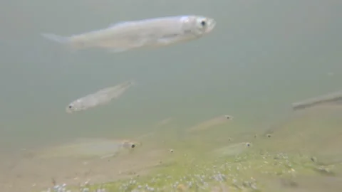 Lot of small curious river fish. Stock Footage 157977209