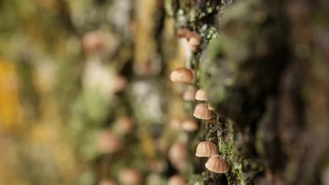 A lot of small mushrooms grows on a tree bark and moss nearby in macro Stock Footage 124324854