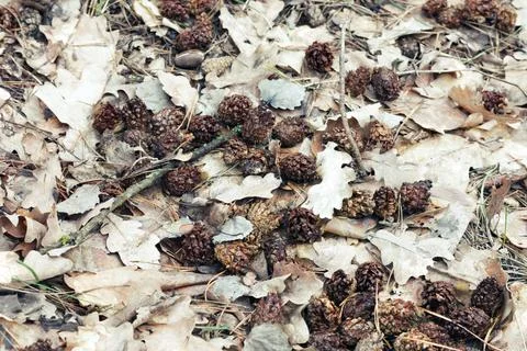 Lot of small pine cones, gnawed by squirrel. wet oak leaves of last year, d.. Stock Photos