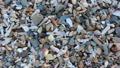 A lot of small snails in river Eo near the sea Stock Footage 304832152