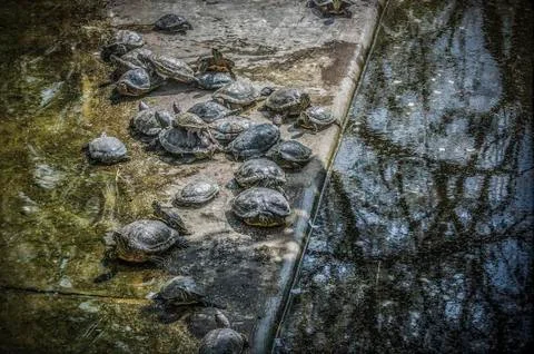 A lot of Small Turtles Stock Photos