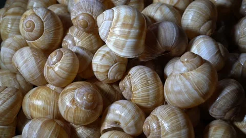 A lot of snail shells lay on each other. Close-up, high detail. Rotation. 4K. Видео 88052692