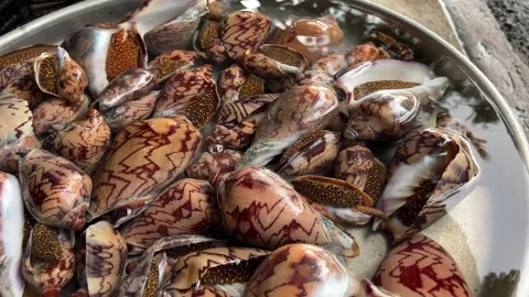 A lot of snails close up Clam shells in Vietnam on the market in the water for Stock Footage 268289494