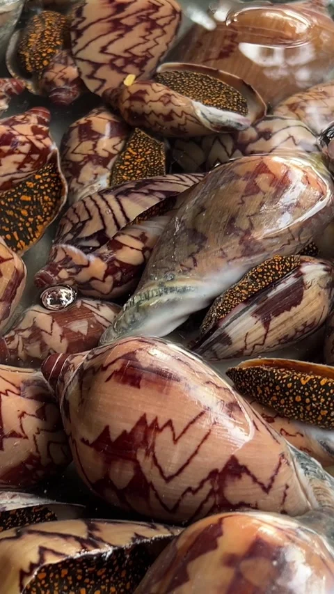 A lot of snails close up Clam shells in Vietnam on the market in the water for Stock Footage 268964458