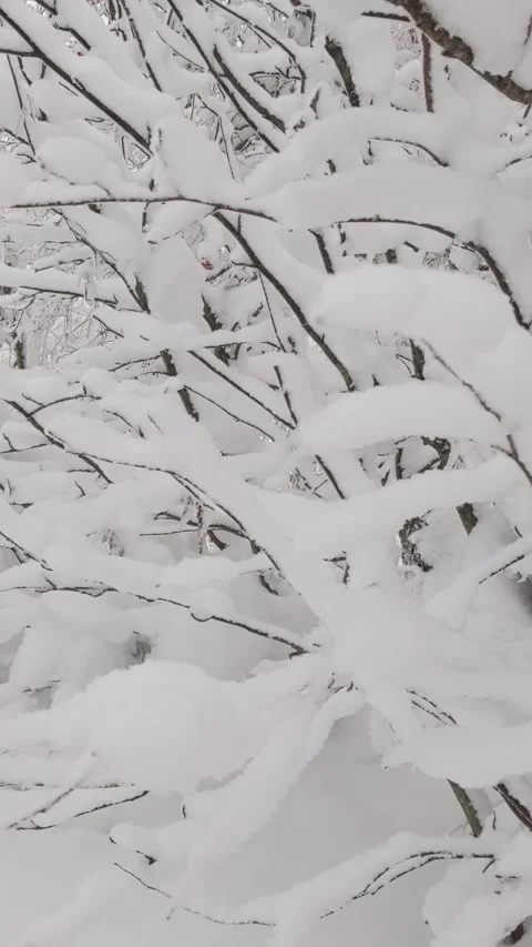 A lot of snow on the branches. Winter Stock Footage 165777530