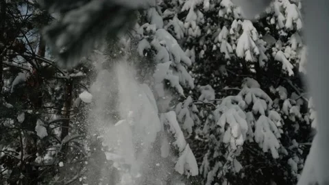 A lot of snow falling down from the pine tree branc Stock Footage 148474092