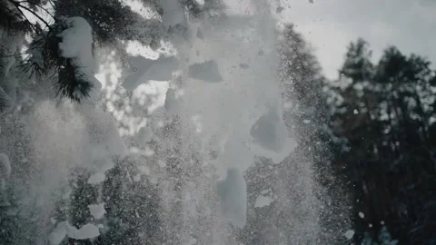 A lot of snow falling down from the pine tree branch. Stock Footage 154496735