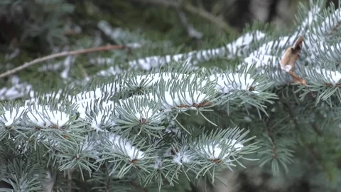 A lot of snow in the forest. Tree branches in snow, close up. Video stock 237213468