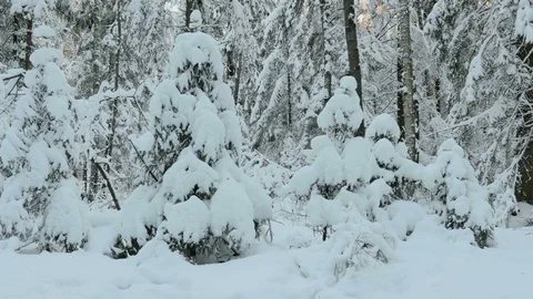 A lot of snow on the trees Stock-Footage 72902444
