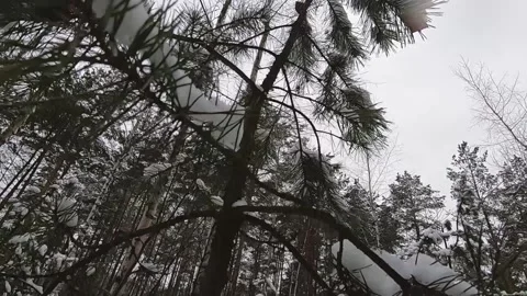 A lot of snow. Winter in the forest. Stock Footage 130741567