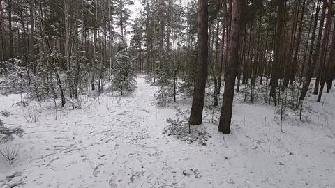 A lot of snow. Winter in the forest. Stock Footage 130741624