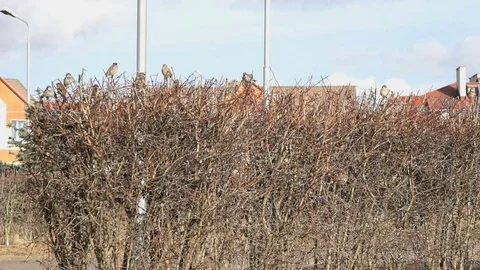 A lot of sparrows sitting in bush Stock Footage 73755959