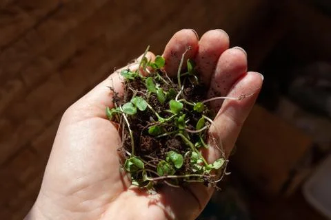 Lot of sparse basil in hand, close-up. Foto stock
