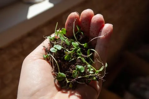 A lot of sparse basil in hand, close-up. Foto stock