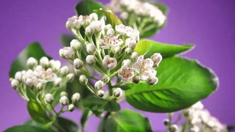 A lot of spring flowers blooming Stock Footage 191472663