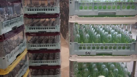 A lot of stacked boxes full of wine glasses and flutes at the wedding .. Stock-Footage 73070192