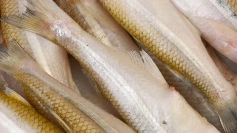 A lot of sticklebacks lying close to each other, rotating in a circle. top view Stock Footage 150899248