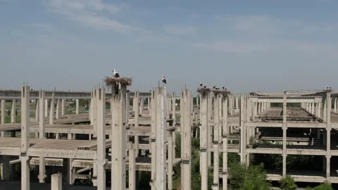 Lot of storks nests on the pillars of the abandoned factory Stock Footage 255663262