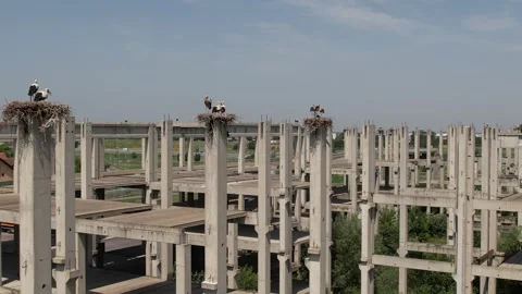 Lot of storks nests on the pillars of the abandoned factory Stock Footage 255663305