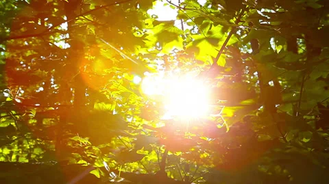 A lot of sunrays pas trough green forest leafs at early morning Stock Footage 39935961