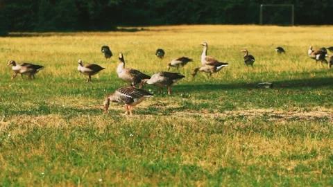 A lot of swans Stock Footage 219970243