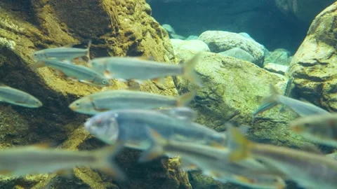 A lot of swimming fish Stock Footage 237445380