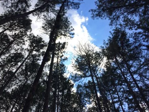 A lot of tall pine trees Stock Photos
