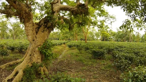 A lot of tea pickers work on plantation old tree monkey climbs Assam Stock Footage 98756501