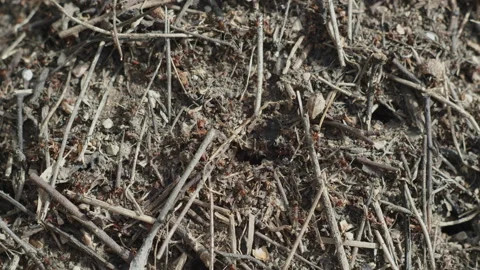 Lot of tiny black ants on anthill 4K footage 動画素材 196512277