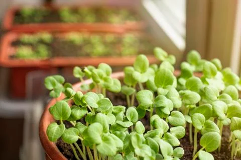 A lot of tiny green sprouts in a pot on the window. Stock Photos