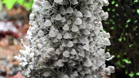 Lot of tiny mushrooms after a rain. Water drops on white small mushrooms. Video stock 278608103
