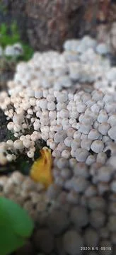 A lot of toadstools Foto stock