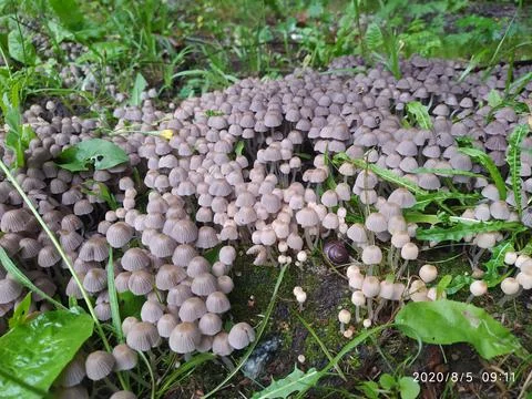 A lot of toadstools Foto stock