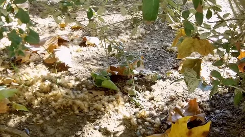 A lot of tree pollen in the ground Stock Footage 118703643