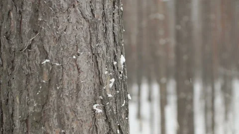 A lot of tree trunks in the winter forest Stock Footage 86047809