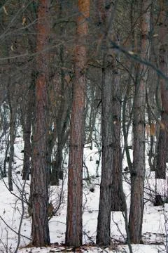 A lot of trees in the forest Fotos Stock