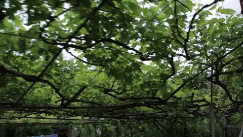 A lot of trees in the mauntine 3 Stock-Footage 317952412