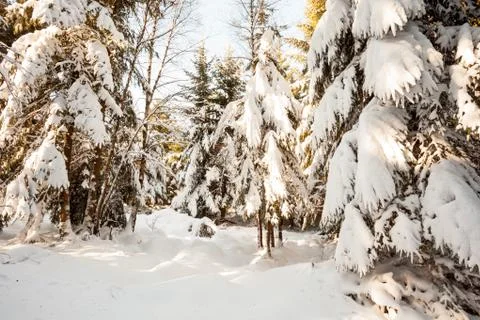 An lot of trees Stock Photos