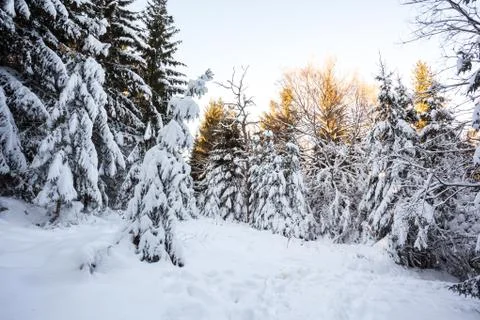 An lot of trees Stock Photos