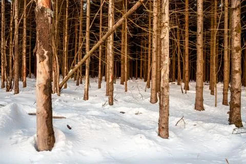 An lot of trees Stock Photos