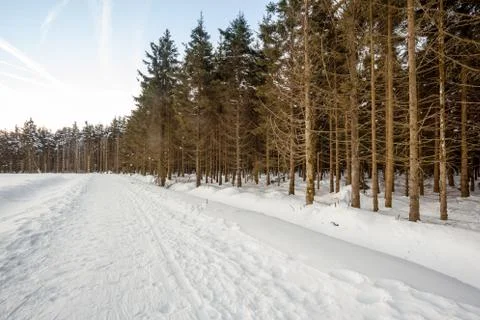 An lot of trees Stock Photos