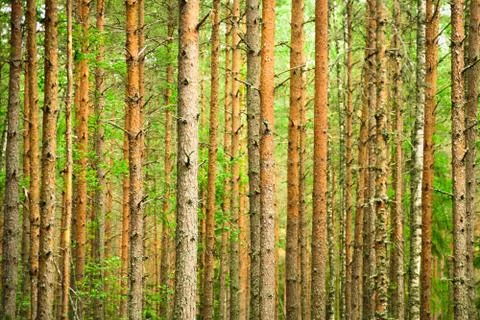 A lot of trees in pine forest Stock Photos