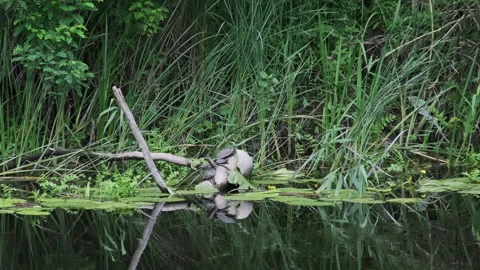 Lot of Turtles Sunbathing on a Dead Branch on the River Shore in Natural Habitat Stock Footage 252016221