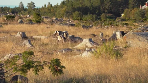 A lot of very old big tree stumps after deforestation show overexploitation Stock Footage 140611026