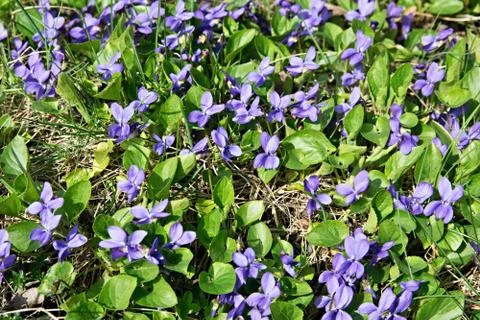 A lot of violets Stock Photos