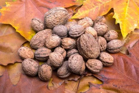 Lot of walnuts Stock Photos