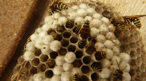 Lot of Wasps Crawl Over Dry Honeycomb on Wooden Surface Closeup Stock Footage 66325446